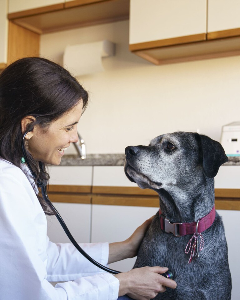 veterinary-diagnostics-market-size-report-2022-2030-2023